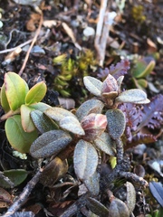 Rhododendron lapponicum