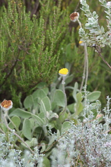 Helichrysum drakensbergense