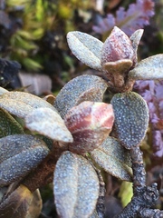 Rhododendron lapponicum