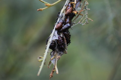 Jalmenus evagoras