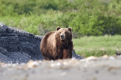 Ursus arctos beringianus