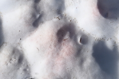 Chlamydomonas nivalis