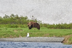 Ursus arctos beringianus