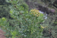 Polemannia montana