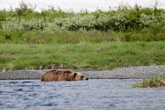 Ursus arctos beringianus