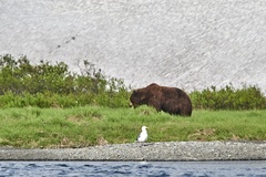 Ursus arctos beringianus