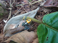 Ranitomeya fantastica