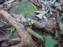 Ranitomeya fantastica