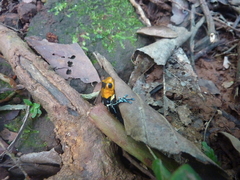 Ranitomeya fantastica