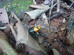 Ranitomeya fantastica