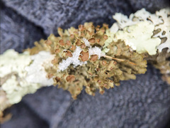 Tuckermanopsis americana