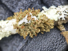 Tuckermanopsis americana