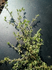Galium murale