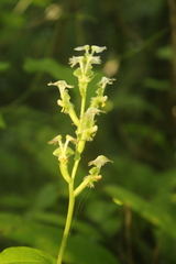 Huttonaea pulchra