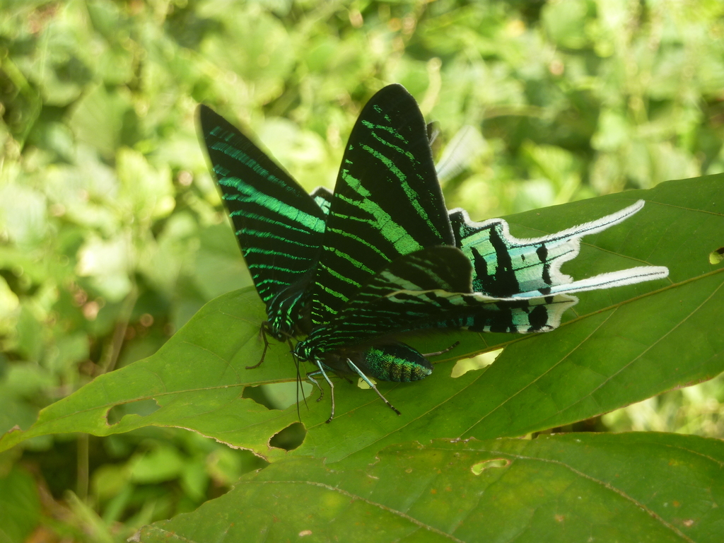 Green-banded Urania from Lamas Province, Peru on July 15, 2014 at 01:55 ...