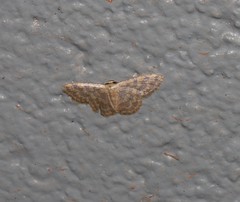 Idaea simplex
