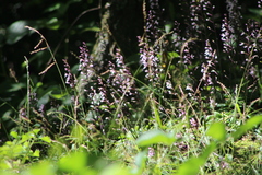 Stenoglottis fimbriata