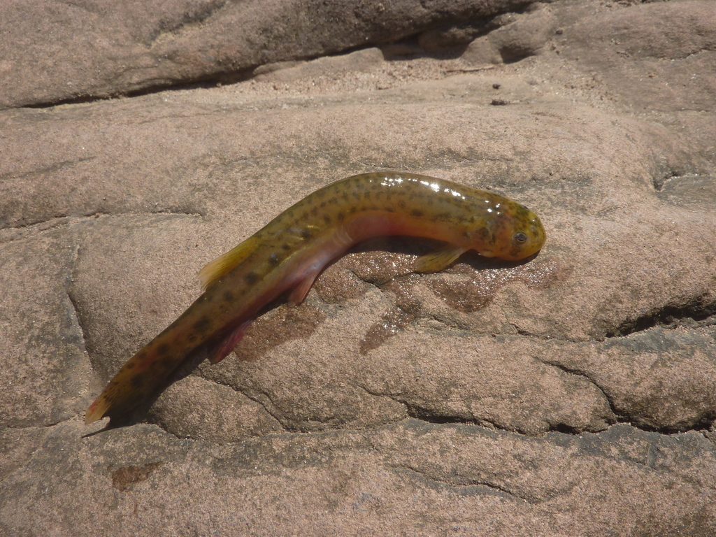 Spotted pencil catfish (Henonemus punctatus) — Trichomycteridae