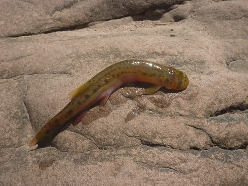 Spotted pencil catfish (Henonemus punctatus) — Trichomycteridae