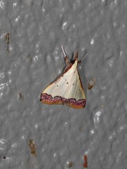 Autocharis hedyphaes