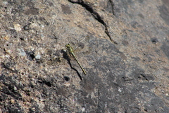 Notogomphus praetorius