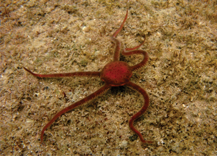 Slimy Brittle Star