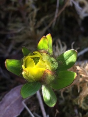 Ranunculus nivalis