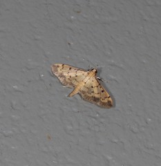 Herpetogramma cynaralis