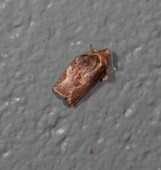 Homona spargotis