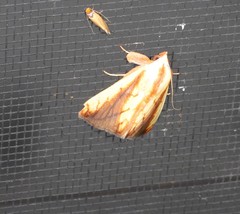 Xanthodes emboloscia