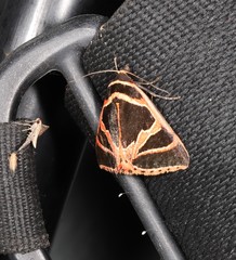 Xenogenes gloriosa