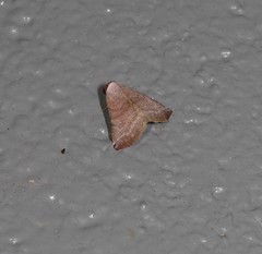 Mataeomera punctilinea