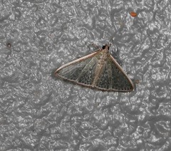 Myrmidonistis hoplora