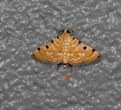 Notarcha