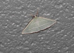 Oenochroma infantilis