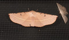 Oenochroma pallida