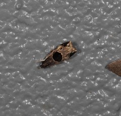 Helcystogramma hibisci