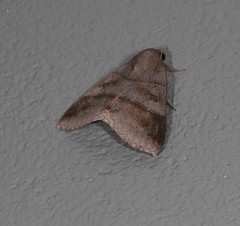 Ophiusa hituense