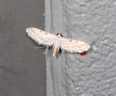 Parapoynx dentizonalis