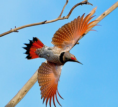 Northern Flicker photo 1