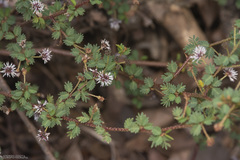 Mimosa ramulosa