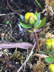 Ranunculus nivalis