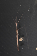 Scionecra