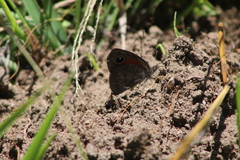 Stygionympha wichgrafi
