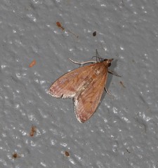 Syntonarcha vulnerata