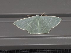 Thalassodes dorsilinea