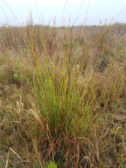 Cladium mariscus jamaicense