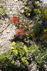 Castilleja covilleana