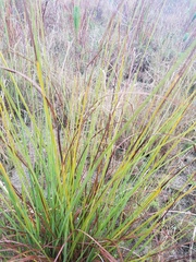 Cladium mariscus jamaicense