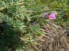 Sidalcea calycosa rhizomata